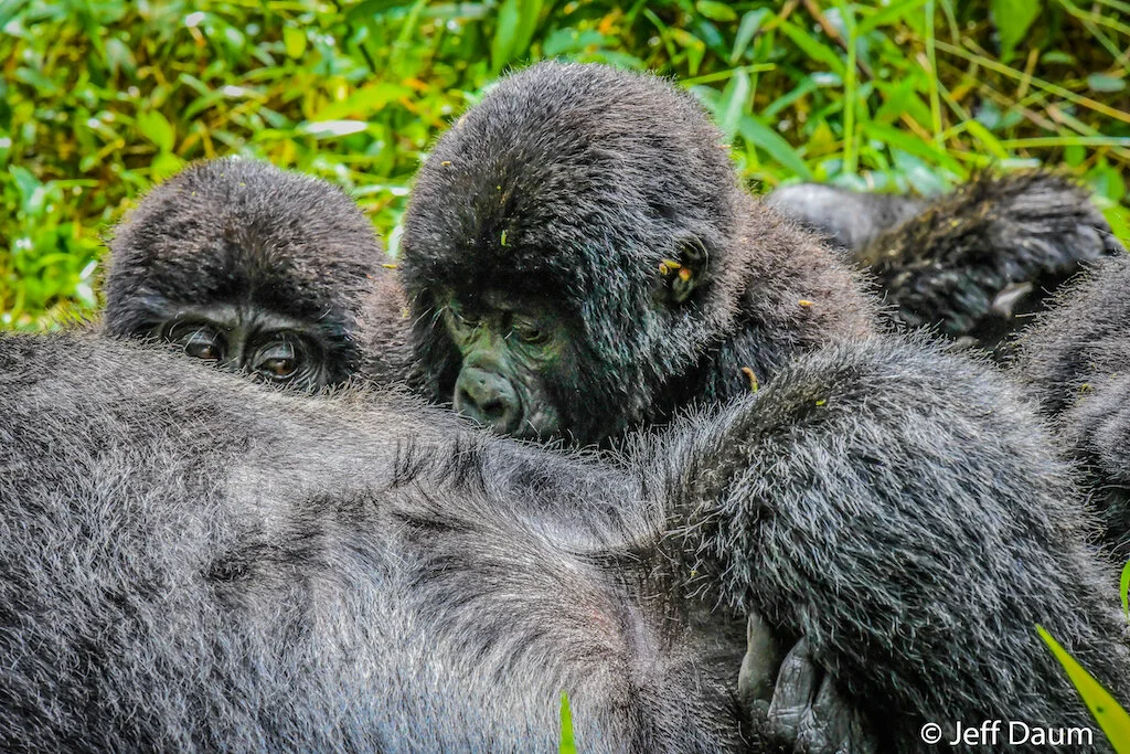 Close Up and Personal with Mountain Gorillas and Chimpanzees